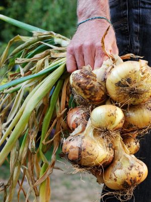 onion-harvest-man-holding-a-bunch-of-freshly-harv-2023-11-27-05-33-16-utc